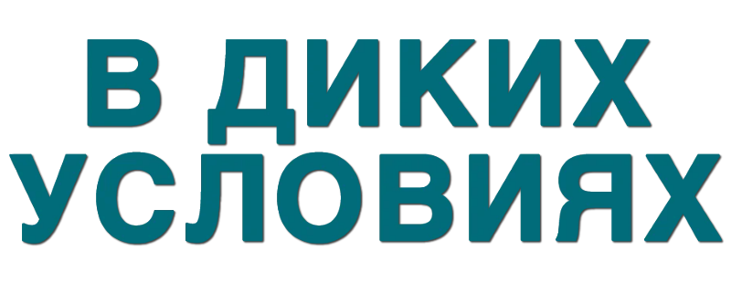 В диких условиях