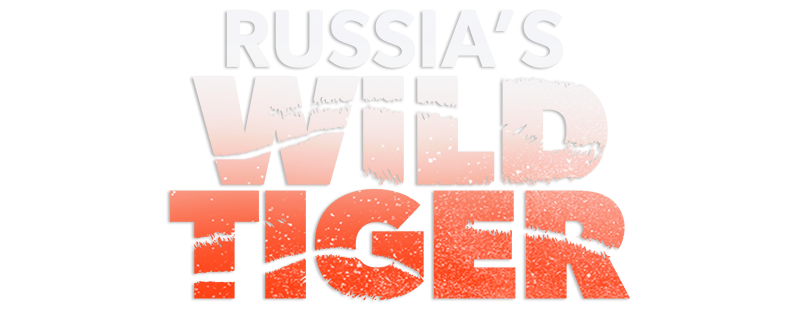Russia's Wild Tiger